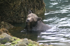 Grizzly Bear, Great Bear Rainforest